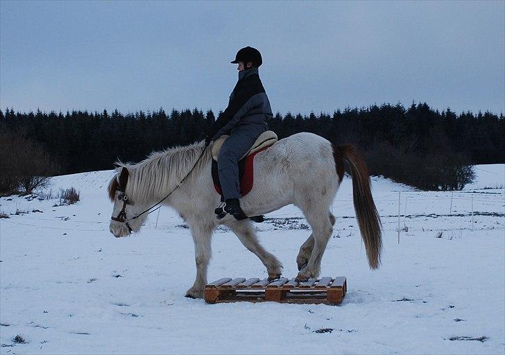 Islænder Faxi fra Miklagård - Vi træner "forhindringsbane"/tillidsøvelser :o) billede 3