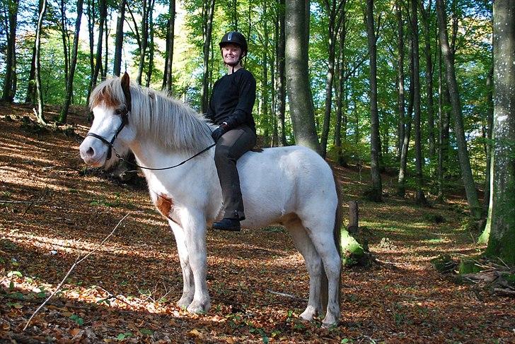 Islænder Faxi fra Miklagård - Dronninglund storskov d. 10. oktober 2010 billede 4
