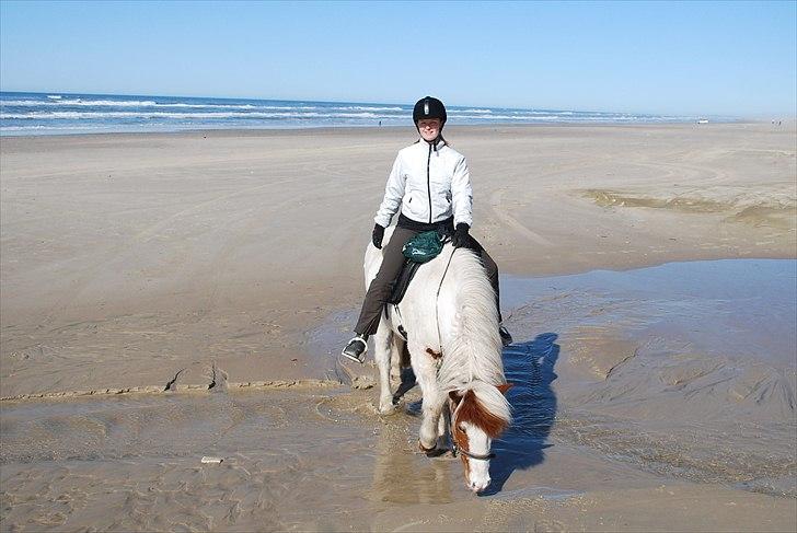 Islænder Faxi fra Miklagård - Faxi slupre lidt vand i sig, efter en lang strandtur 9/4-11 billede 6