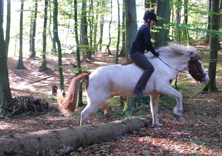 Islænder Faxi fra Miklagård - Mit allerførste spring på Faxi - d. 10. oktober 2010 billede 7