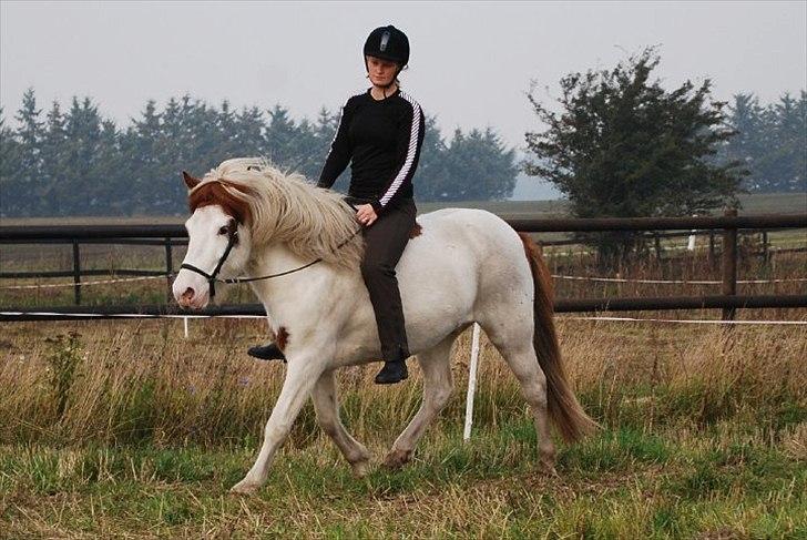 Islænder Faxi fra Miklagård - 24. september 2010 billede 9