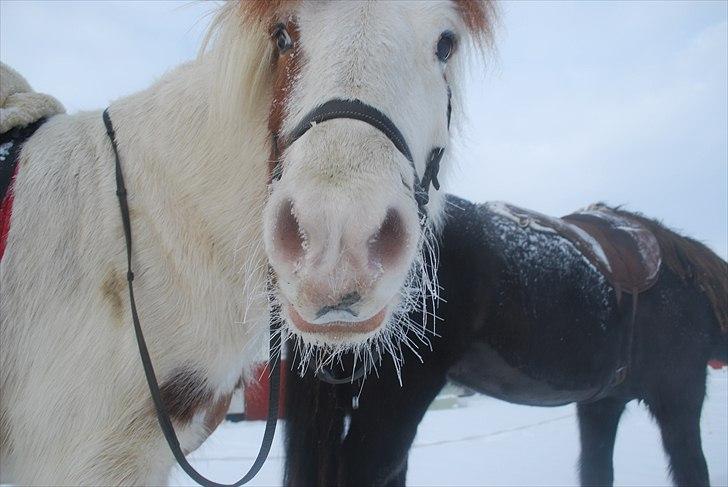 Islænder Faxi fra Miklagård - De kalder mig ikke ismule for ingenting :o) 3/12-10 billede 10