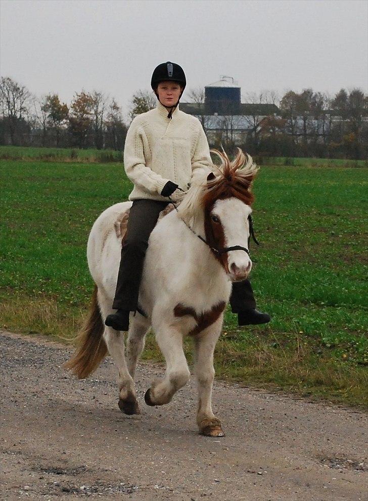 Islænder Faxi fra Miklagård - Faxi og jeg øver tölt, men jeg mangler masser af undervisning. 31/10-10 billede 11