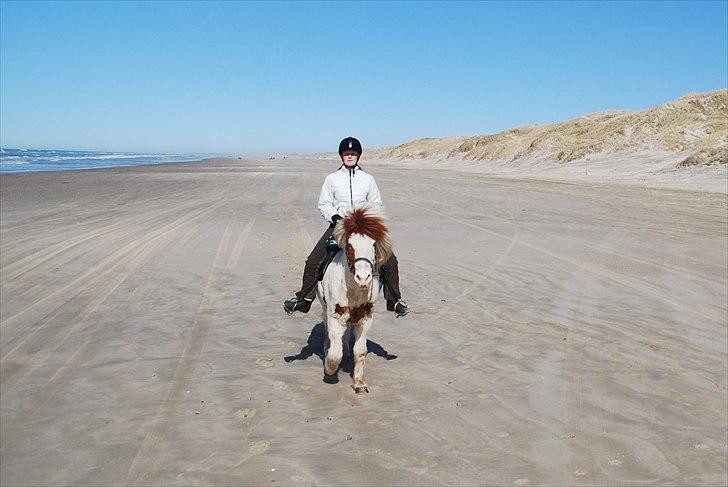 Islænder Faxi fra Miklagård - Faxi og jeg tölter på stranden 9/4-11 billede 12