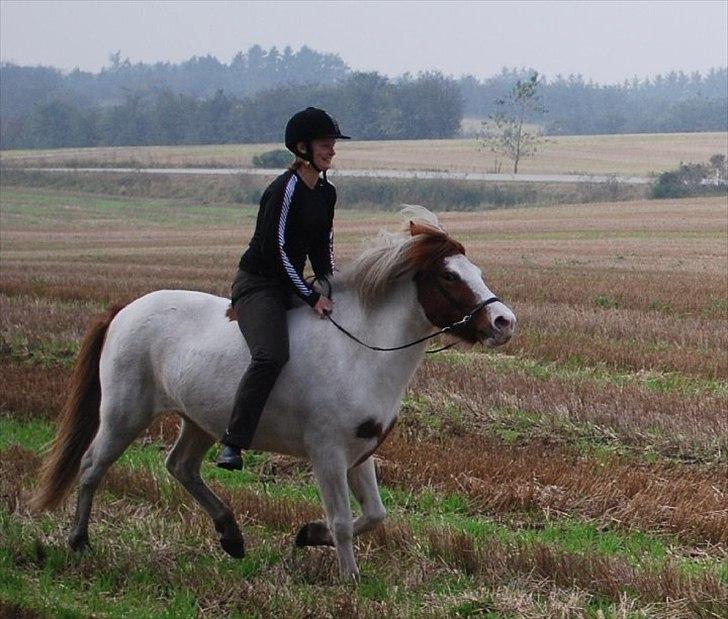 Islænder Faxi fra Miklagård - Lige lidt ræs på stubmarken :o) billede 13