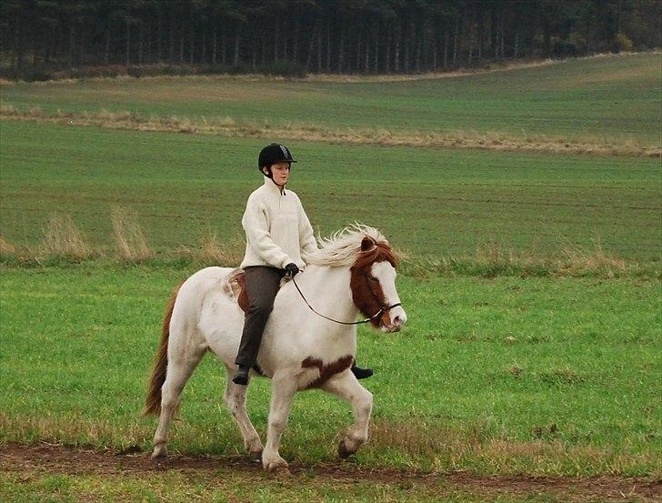 Islænder Faxi fra Miklagård - Ridning på en dejlig 31. oktober dag 2010 billede 14