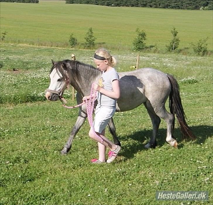Welsh Mountain (sec A) Mariks Peredur billede 1