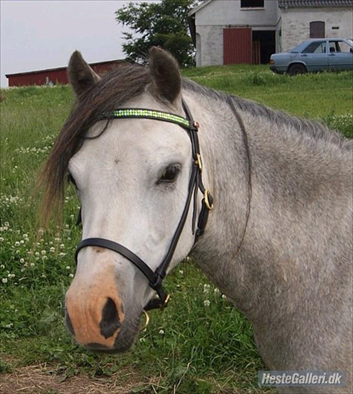 Welsh Mountain (sec A) Mariks Peredur billede 2