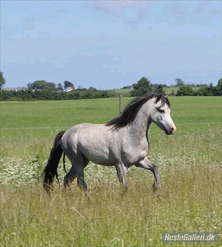 Welsh Mountain (sec A) Mariks Peredur billede 3