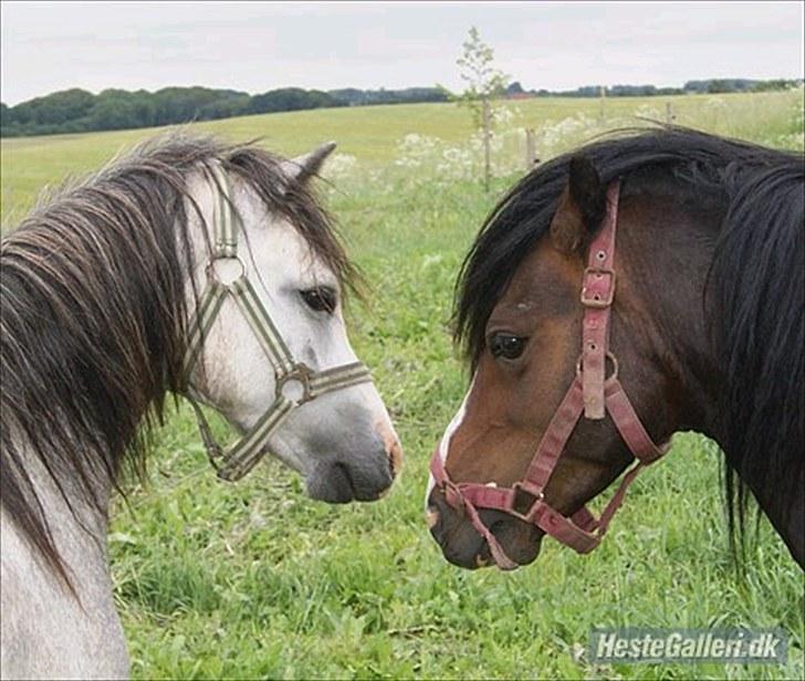 Welsh Mountain (sec A) Mariks Peredur billede 4
