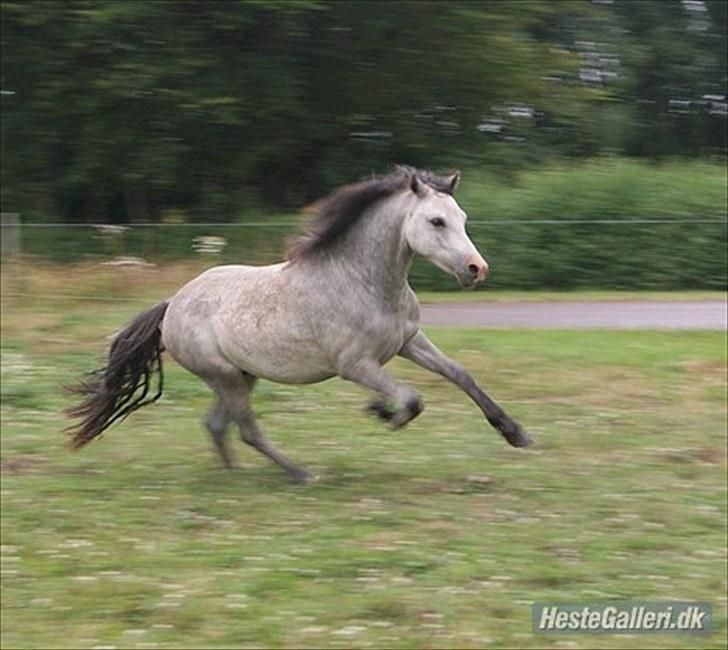 Welsh Mountain (sec A) Mariks Peredur billede 5