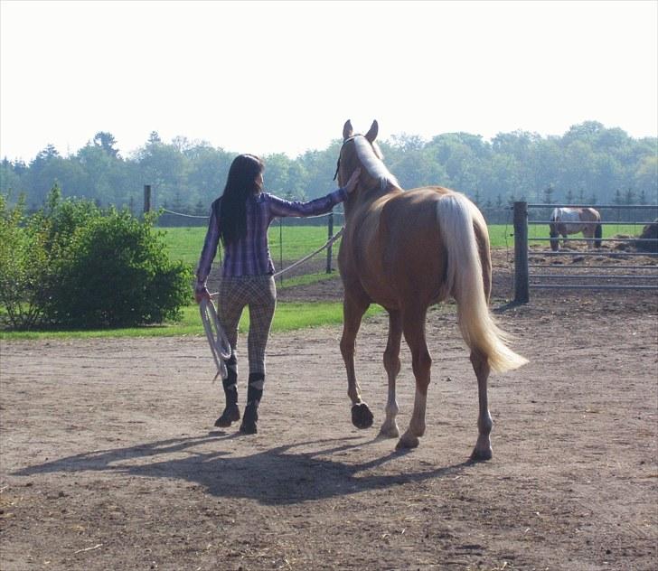 Palomino Billy the kid - Os to.. <3 billede 9