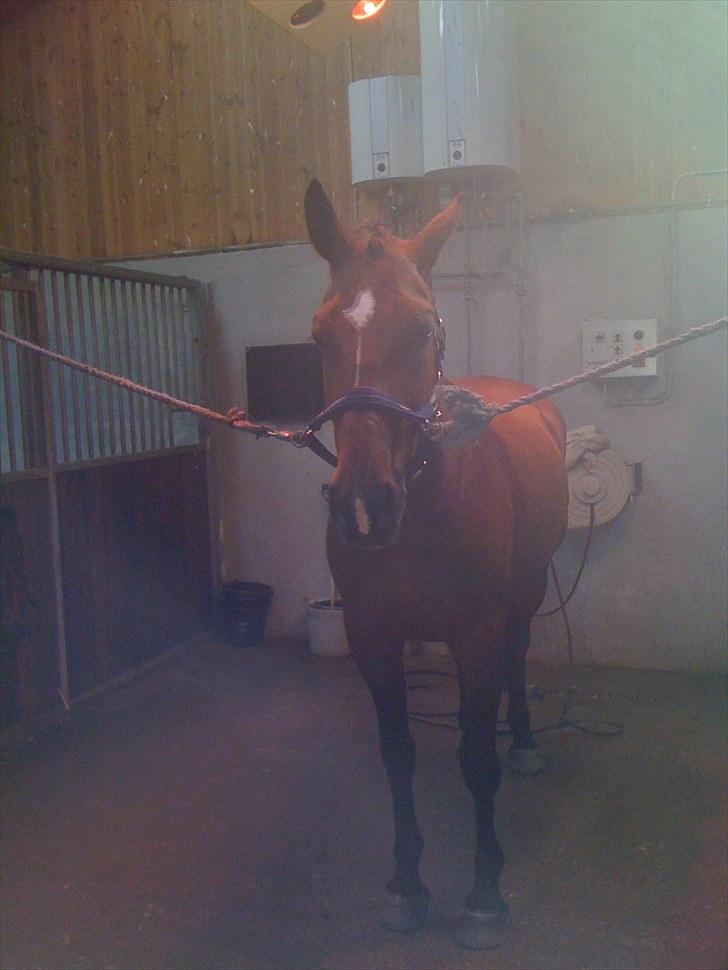 Belgisk varmblod Winny the Blue D'ive - Winnie i solen billede 10