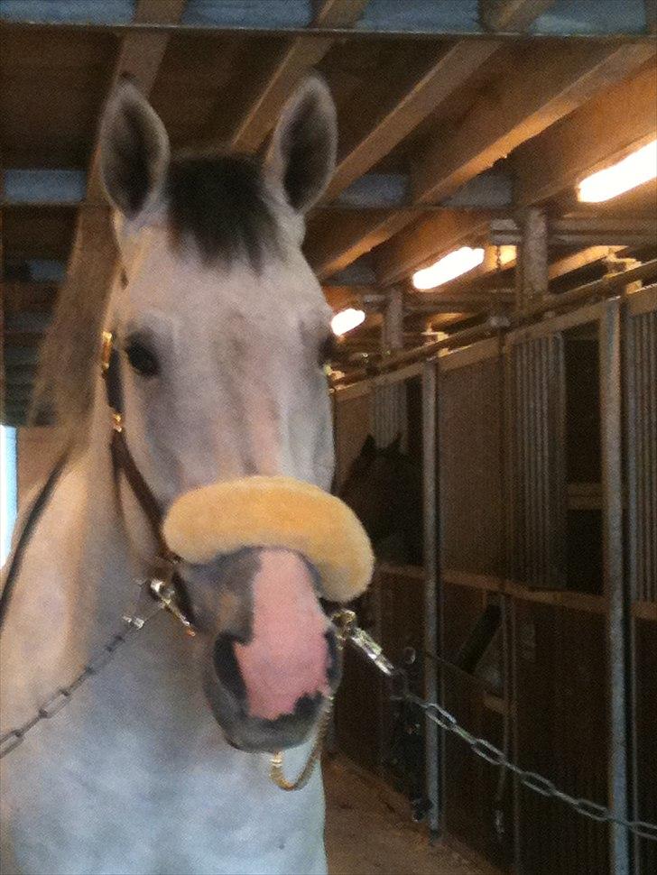 Holstener Carnudo - STJERNEN <3 billede 1