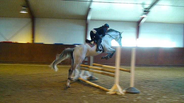 Holstener Carnudo billede 3