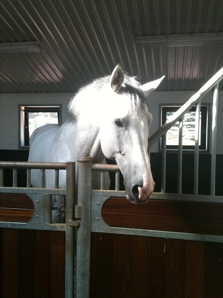 Holstener Carnudo billede 4