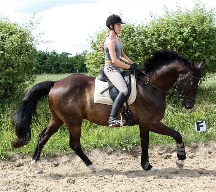 Dansk Varmblod Picoeur - Picoeur og Anna<3 Foto: Mig billede 15