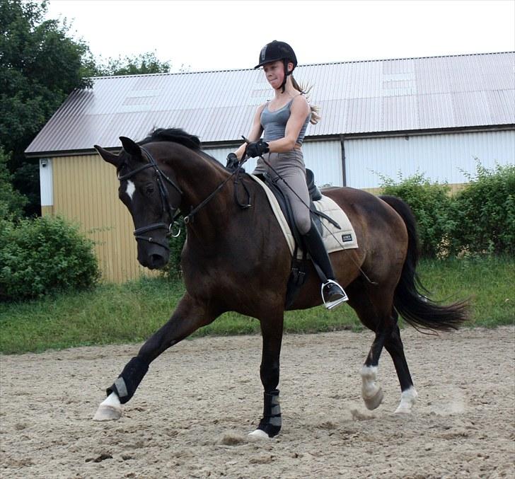 Dansk Varmblod Picoeur - Picoeur og Anna i Øning<3 Foto: Mig billede 14