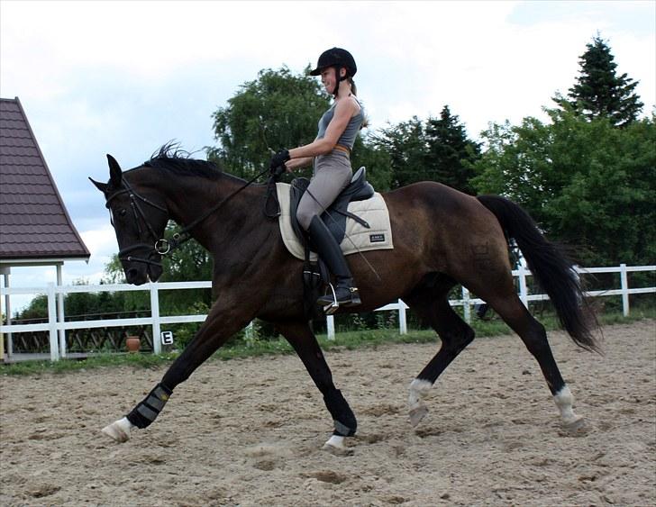 Dansk Varmblod Picoeur - Den hest er simpelhen for god til at øge!! Ö Foto: Mig billede 11