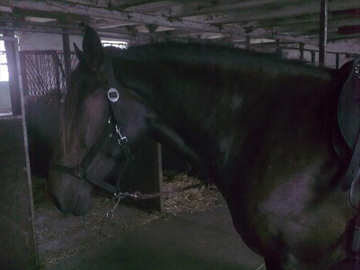 Anden særlig race Cavalina - Cavalina på striglegangen billede 8