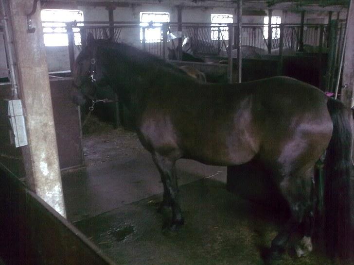 Anden særlig race Cavalina - Kan man se, at hun er halv koldblod? billede 9