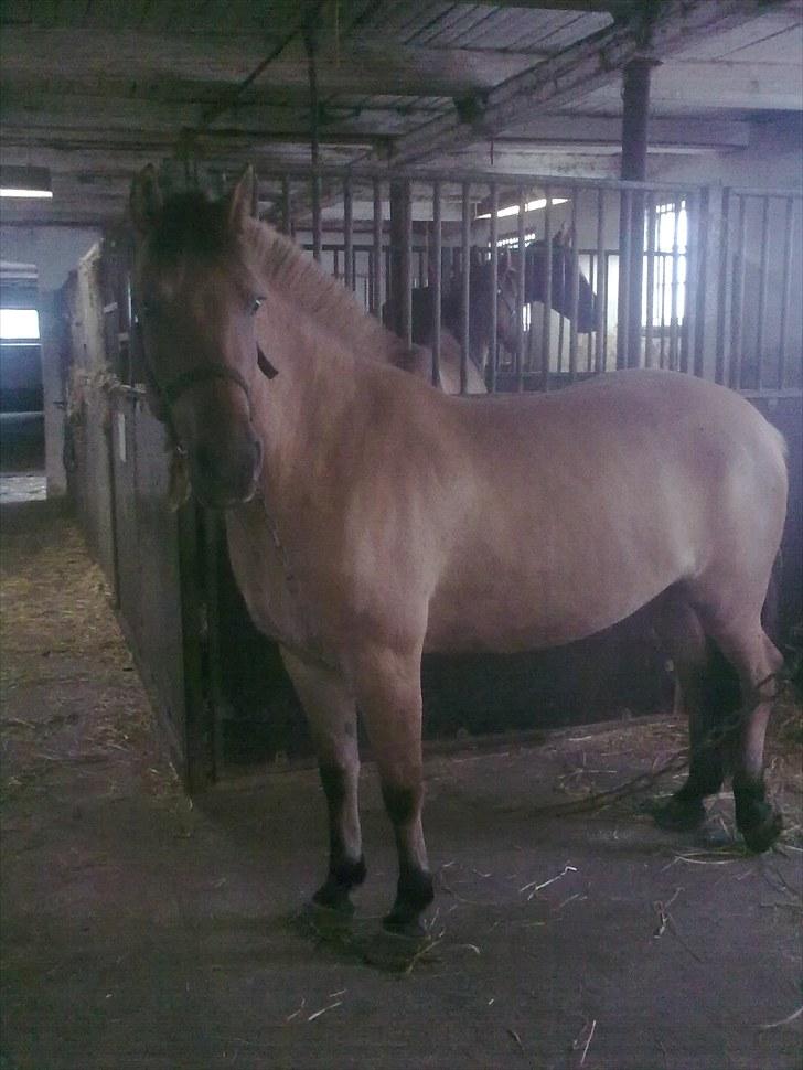 Anden særlig race My Darling - Altid nysgerrig billede 11