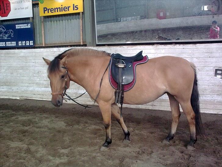 Anden særlig race My Darling - I ridehallen billede 12