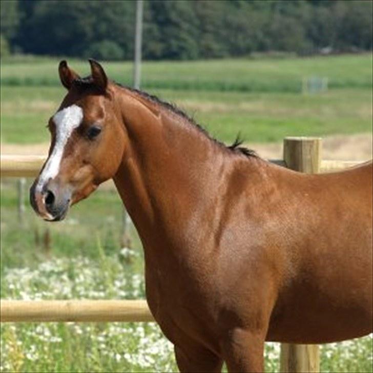 Welsh Pony (sec B) Klintholms sir Clark B-pony <33 - Min lille smukke pony! <33 billede 8