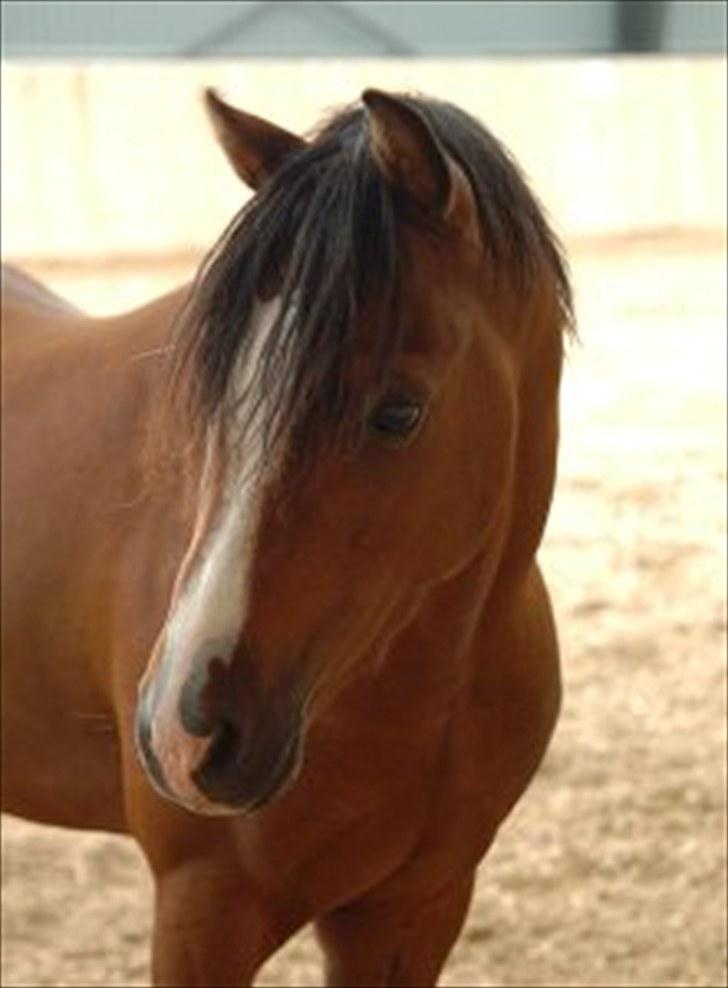 Welsh Pony (sec B) Klintholms sir Clark B-pony <33 - Min lille søde pony! <3 billede 1