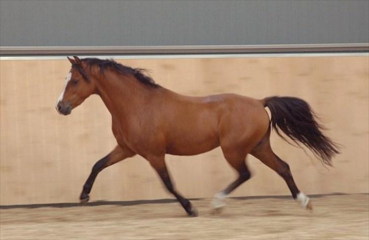 Welsh Pony (sec B) Klintholms sir Clark B-pony <33 - Og så i fri trav.. <33 billede 9