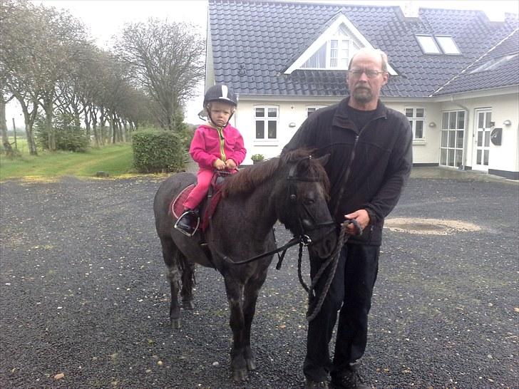 Welsh Pony af Cob-type (sec C) Edelweis Sonny - September 2010 - Caroline, Far og Sonny´s nye bedste ven .. Lille Claus :) billede 5