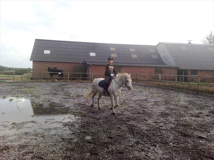 Welsh Pony af Cob-type (sec C) Edelweis Sonny - September 2010, Kathrine træner til første stævne på Sonny billede 6
