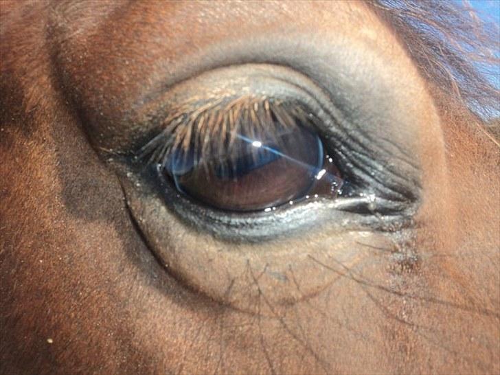 Anden særlig race Celina billede 3