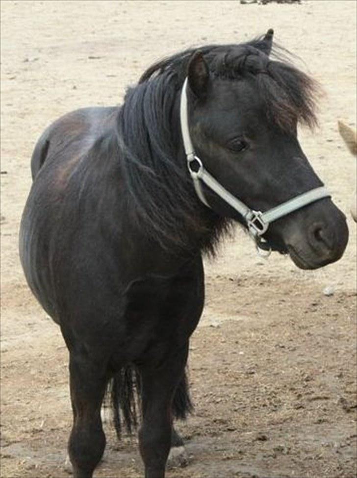 Shetlænder Magnus <3 - Velkommen til Magnus' profil. Smid gerne en kommentar og en bedømmelse!
Billedet er fra sommeren 2010, da Magnus var kun 2 år.  billede 1