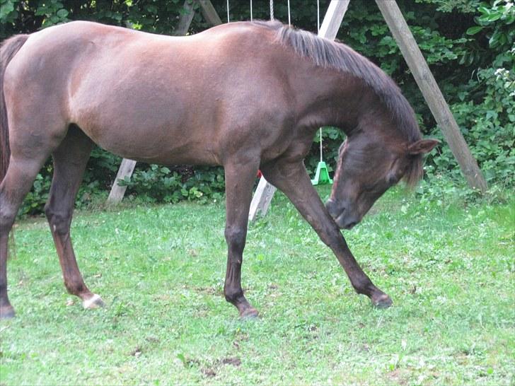 Tysk Sportspony Charina - my soulmate - Jeg ville have en hest, men jeg fik verdens bedste ven <3 billede 2