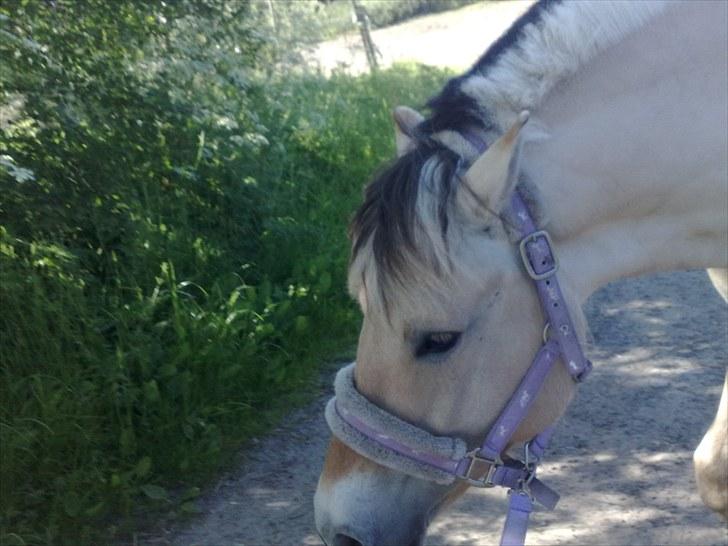 Fjordhest Orisa  - hun skal ud og græsse billede 2