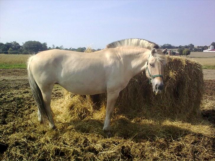 Fjordhest Orisa  - mmmmmmmmmmmm hø!!!!!!!!!!!! billede 3