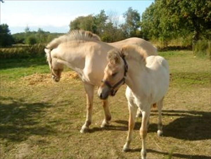 Fjordhest Orisa  - hende og hendes føl billede 5