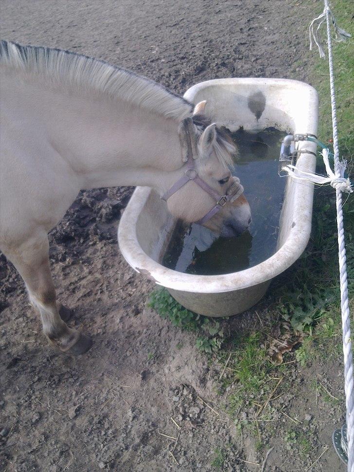 Fjordhest Orisa  - hun blev tørstig af at ride billede 6