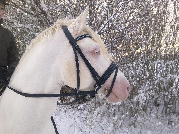 Connemara Haahr's Kata - Ridetur i sneen <3 billede 10