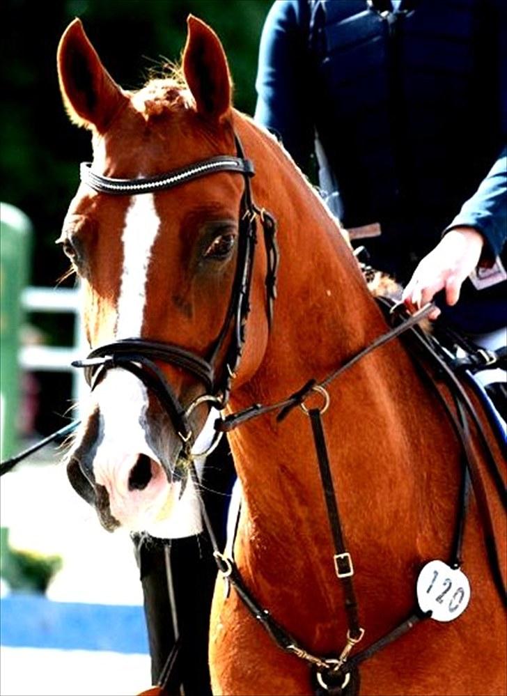 Anden særlig race Amyryllis billede 1