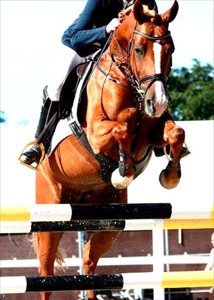 Anden særlig race Amyryllis billede 2