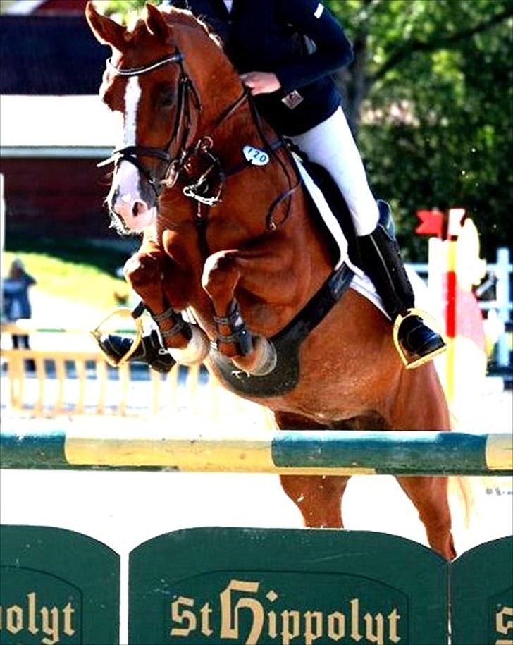 Anden særlig race Amyryllis billede 3