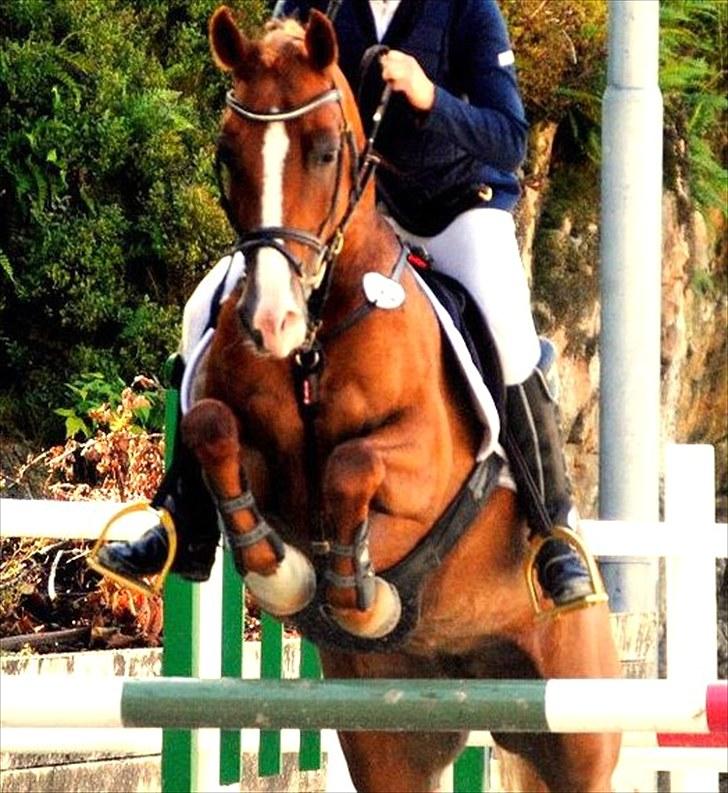 Anden særlig race Amyryllis billede 4