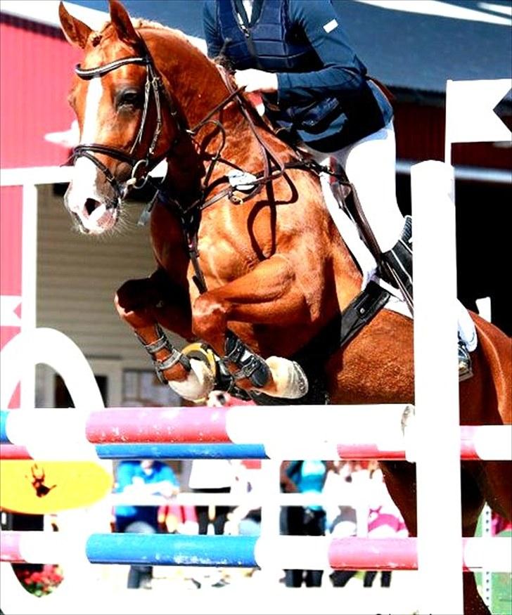 Anden særlig race Amyryllis billede 5