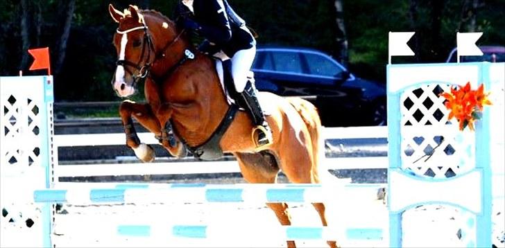 Anden særlig race Amyryllis billede 6