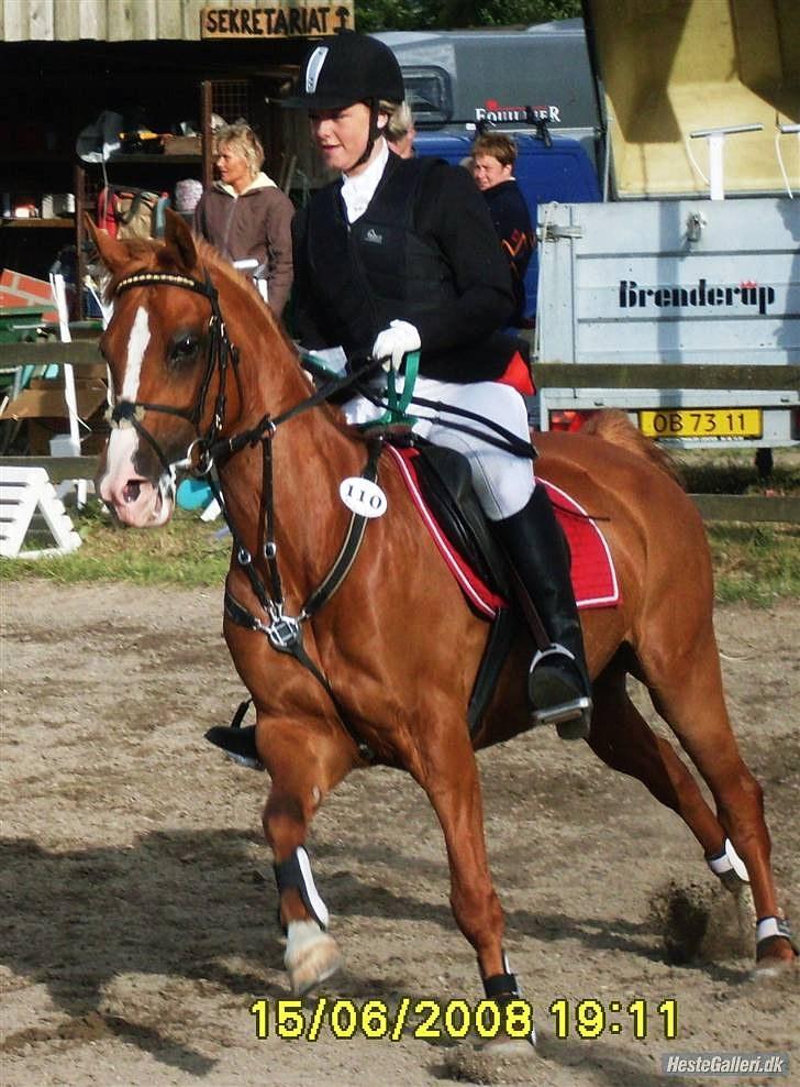 Anden særlig race Amyryllis billede 7