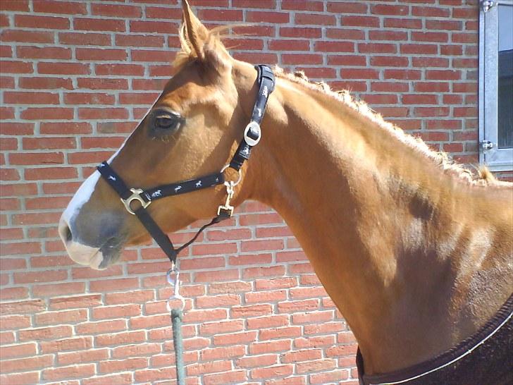 Anden særlig race Amyryllis billede 9