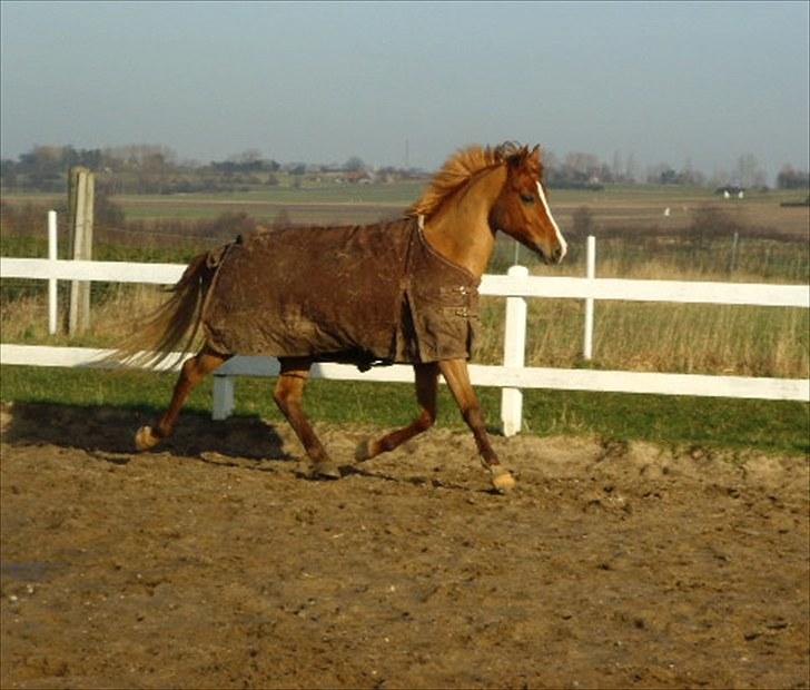 Anden særlig race Amyryllis billede 10