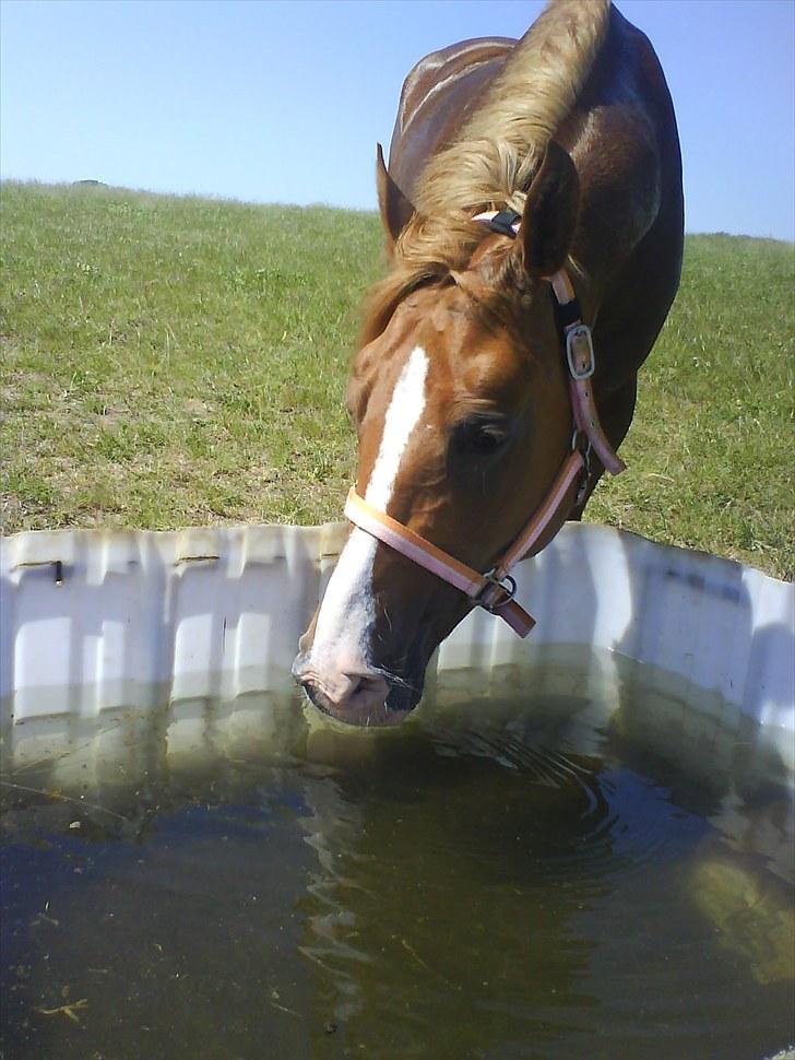 Anden særlig race Amyryllis billede 11